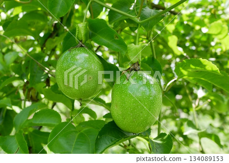 Close up of fresh green unripe passion fruit hanging on the tree with green leaves in the garden at Thailand. 134089153
