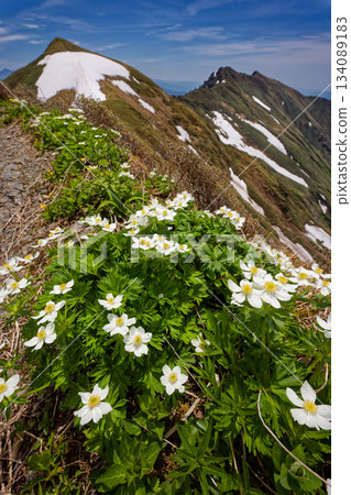 White Anemone Flowers and the Tanigawa Mountain Range, Mt. Ichinokura and Mt. Tanigawa White Anemone Flowers and the Tanigawa Mountain Range, Mt. Ichinokura and Mt. Tanigawa 134089183
