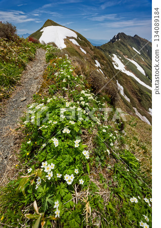 白花銀蓮花與谷川山脈,一之倉山與谷川山 白花銀蓮花與谷川山脈,一之倉山與谷川山 134089184