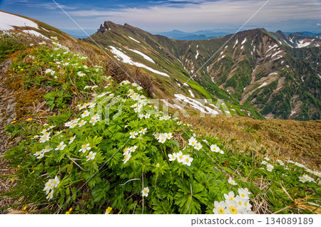 Anemone sieboldii colony on the Joetsu border ridge and the Tanigawa mountain range Anemone sieboldii colony on the Joetsu border ridge and the Tanigawa mountain range 134089189