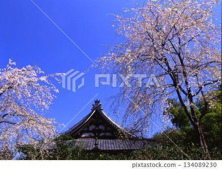 發光在春天藍天的櫻花 發光在春天藍天的櫻花 134089230