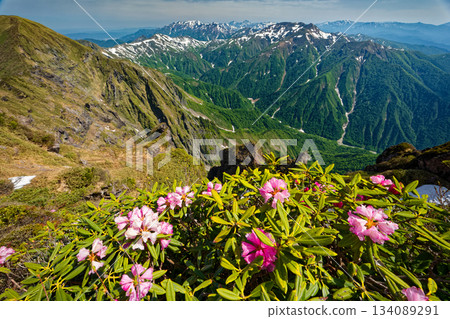 谷川山、旭山和越後山脈的杜鵑花 134089291