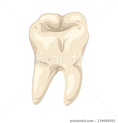 Illustration of tooth 134089503