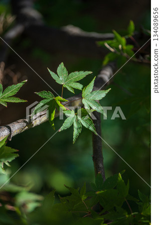 Green leaves of the park Green leaves of the park 134089656