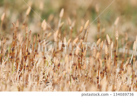 Tsukushi group Tsukushi group 134089736