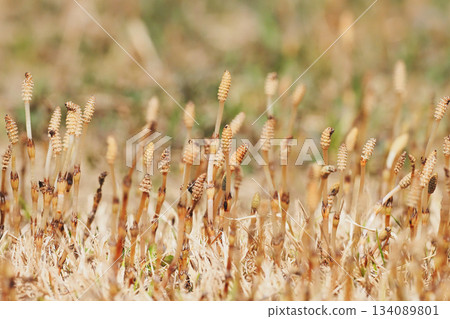 Tsukushi group 134089801