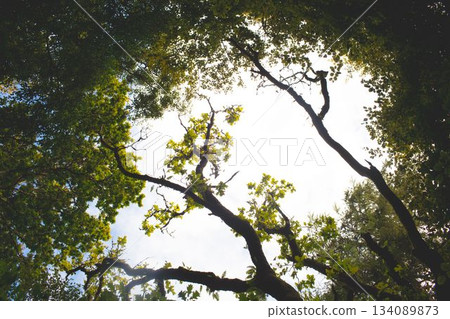 Looking upward into forest canopy, branches twisting and green leaves forming bright sky arch 134089873