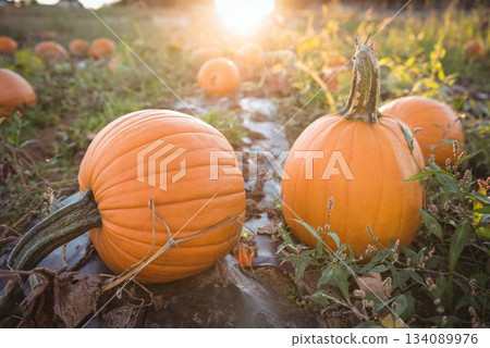 Pair orange pumpkins are resting among vines on plastic-covered soil in flat design with sun flare Pair orange pumpkins are resting among vines on plastic-covered soil in flat design with sun flare 134089976