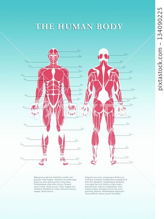 Composite image of poster of human body 134090225