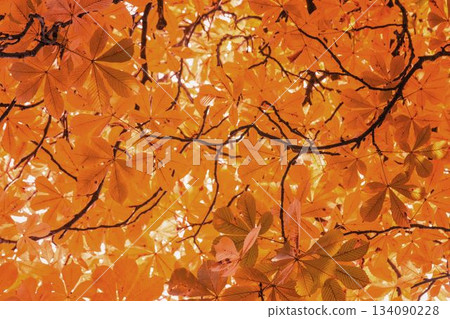 Full frame shot of leaves on branch Full frame shot of leaves on branch 134090228