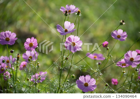 開花在秋天領域的桃紅色波斯菊 134090464