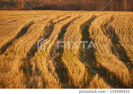 Traces left by agricultural machinery on a field, close-up Traces left by agricultural machinery on a field, close-up 134090935