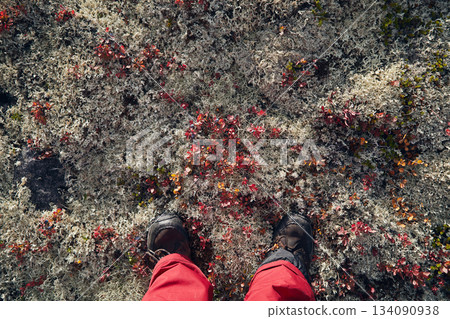 A hiker's legs in boots and red pants on moss in the tundra, viewed from above 134090938