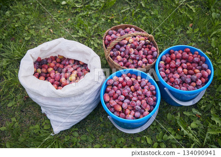 Plums in buckets and a bag on green grass Plums in buckets and a bag on green grass 134090941
