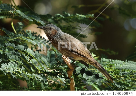 Living creatures, wild birds, Ryukyu brown-eared bulbul, a subspecies of brown-eared bulbul found in the Okinawa Islands. It is darker and more reddish than the base subspecies. Living creatures, wild birds, Ryukyu brown-eared bulbul, a subspecies of brown-eared bulbul found in the Okinawa Islands. It is darker and more reddish than the base subspecies. 134090974