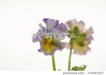 白色背景上的藍色三色堇，褶邊三色堇 134091007