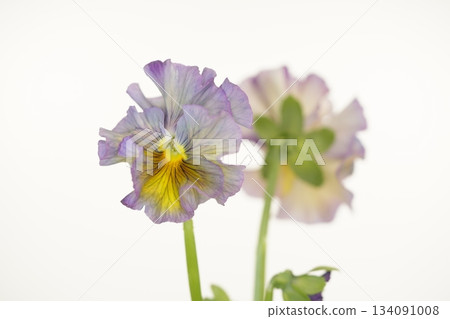 Blue pansies on a white background, frilled pansies 134091008