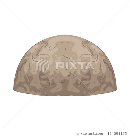 Illustration of Calestial fossil  134091135