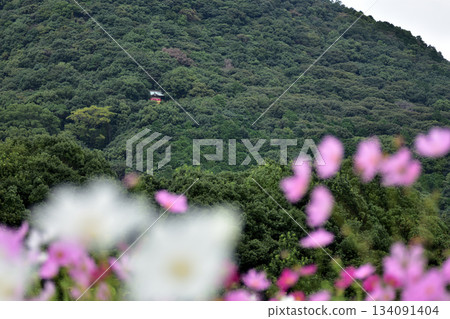 Cosmos at Kinritsu Park Cosmos at Kinritsu Park 134091404