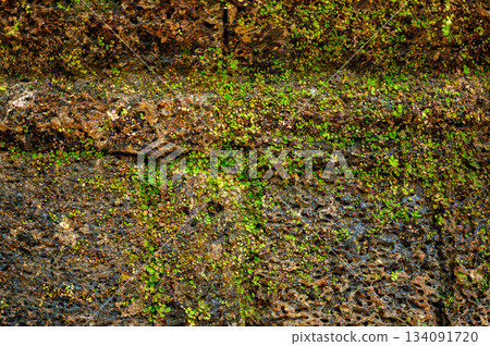Old laterite stone wall texture close up green moss small plants growing cracks ancient masonry surface grunge background nature architecture weathered rough 134091720
