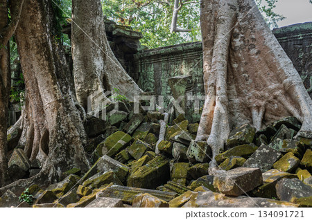 Close up view of large tree roots growing over pile of green mossy stone blocks at ancient temple ruins in Cambodia 134091721