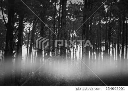 Mist drifting through pine forest, flat monochrome design showing slender trunks and underbrush Mist drifting through pine forest, flat monochrome design showing slender trunks and underbrush 134092001