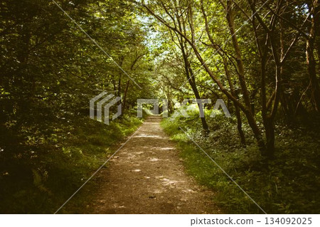 Flat design illustration is showing narrow dirt trail winding through lush forest canopy with ferns Flat design illustration is showing narrow dirt trail winding through lush forest canopy with ferns 134092025