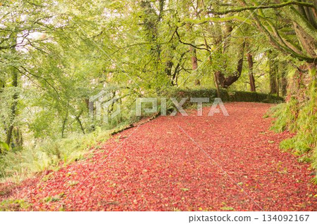 Peaceful autumn scene in forest 134092167