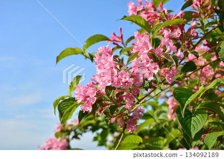 Weigela flowers that bloom in early summer Weigela flowers that bloom in early summer 134092189