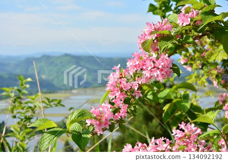 Deutzia flowers blooming in early summer 134092192