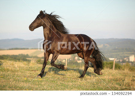 Friesian horse moving in sunset 134092294