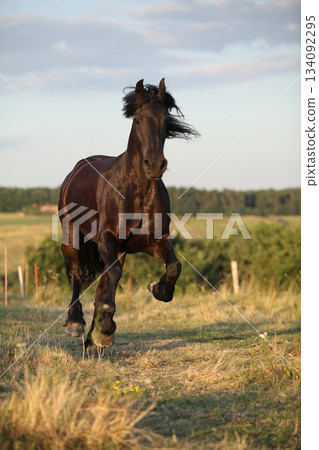Friesian horse moving in sunset 134092295