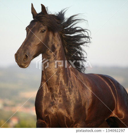 Friesian horse moving in sunset 134092297