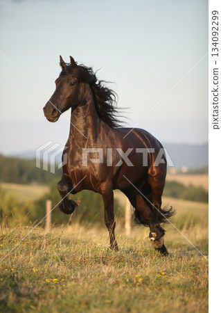 Friesian horse moving in sunset Friesian horse moving in sunset 134092299