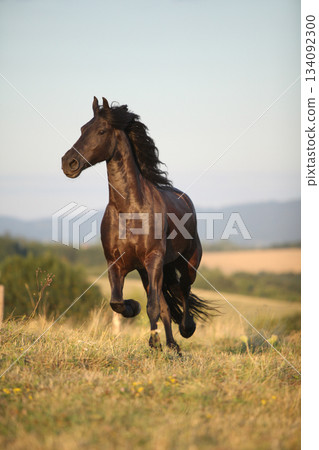 Friesian horse moving in sunset Friesian horse moving in sunset 134092300