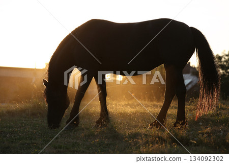 Friesian horse moving in sunset 134092302