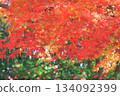 Autumn leaves maple (autumn image) 134092399