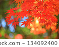 Autumn leaves maple (autumn image) 134092400