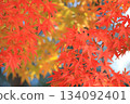 Autumn leaves maple (autumn image) 134092401