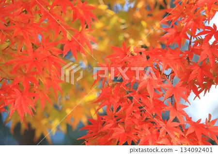 Autumn leaves maple (autumn image) 134092401