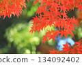Autumn leaves maple (autumn image) 134092402