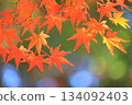 Autumn leaves maple (autumn image) 134092403