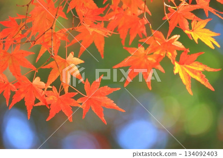 秋天的楓葉(秋天的圖片) 秋天的楓葉(秋天的圖片) 134092403