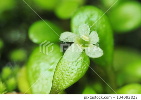 Glossostigma flower Glossostigma flower 134092822