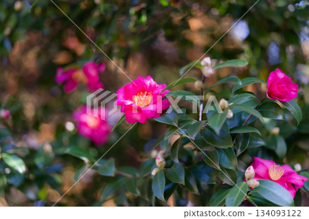 茶梅 茶梅 134093122