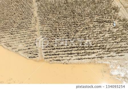 Flash flood destroys corn and vegetable crop in Southeast asia. Flash flood destroys corn and vegetable crop in Southeast asia. 134093254