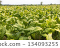 Field with flowering tobacco plants for organic seed production. 134093255