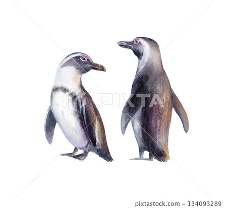 Bonded pair of endangered African penguins,standing together in unity.Hand drawn illustration in gentle watercolor washes,for conservation themes,eco-campaigns,educational use,wildlife advocacy 134093289