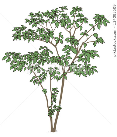 商業設施綠化設計 | 時尚外觀、灌木和象徵性樹木的向量圖 134093509