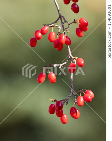 Red, gummy-like Chinese corn cherry fruit Red, gummy-like Chinese corn cherry fruit 134093601